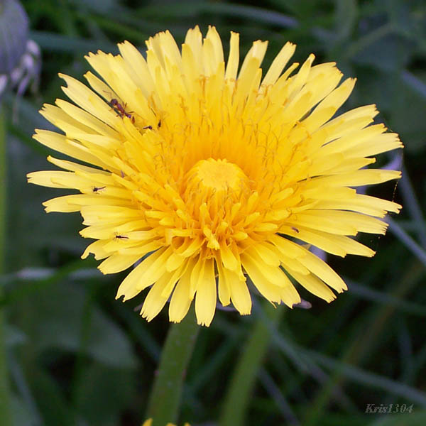 (Taraxacum officinale)